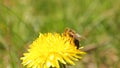 Flower of yellow dandelions with bee, warm spring, green grass Royalty Free Stock Photo