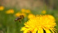 Flower of yellow dandelions warm spring, green grass Royalty Free Stock Photo
