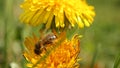 Flower of yellow dandelions warm spring, green grass, wild young bee Royalty Free Stock Photo