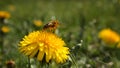 Flower of yellow dandelions warm spring, green grass, wild young bee Royalty Free Stock Photo