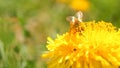 Flower of yellow dandelions warm spring, green grass, wild young bee Royalty Free Stock Photo