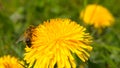 Flower of yellow dandelions warm spring, green grass Royalty Free Stock Photo