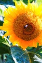 Flower yellow decorative sunflower pollinating bee collects nectar. Popular undemanding ornamental herb in gardens and parks - the