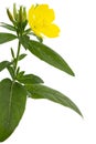 Flower of yellow Evening Primrose, lat. Oenothera, isolated on white background Royalty Free Stock Photo