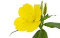 Flower of yellow Evening Primrose, lat. Oenothera, isolated on white background Royalty Free Stock Photo