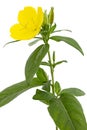 Flower of yellow Evening Primrose, lat. Oenothera, isolated on white background Royalty Free Stock Photo