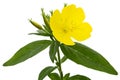 Flower of yellow Evening Primrose, lat. Oenothera, isolated on white background Royalty Free Stock Photo