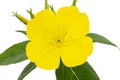 Flower of yellow Evening Primrose, lat. Oenothera, isolated on white background Royalty Free Stock Photo