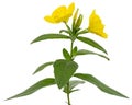 Flower of yellow Evening Primrose, lat. Oenothera, isolated on white background Royalty Free Stock Photo