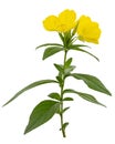 Flower of yellow Evening Primrose, lat. Oenothera, isolated on white background Royalty Free Stock Photo