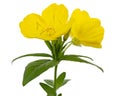 Flower of yellow Evening Primrose, lat. Oenothera, isolated on white background Royalty Free Stock Photo