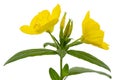 Flower of yellow Evening Primrose, lat. Oenothera, isolated on white background Royalty Free Stock Photo