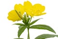 Flower of yellow Evening Primrose, lat. Oenothera, isolated on white background Royalty Free Stock Photo