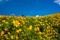 Flower yellow field