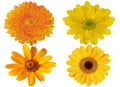 Flower of a yellow gerbera on isolated white background Royalty Free Stock Photo