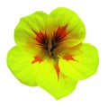 Flower yellow-green Petunia. Isolated on a white background. Close-up. without shadows. For design.