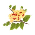 Flower yellow hibiscus tropical plant on a white background vintage vector illustration editable Royalty Free Stock Photo