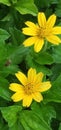 Flower yellow inthe garden Royalty Free Stock Photo
