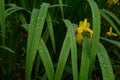 Flower yellow iris in drops of water on the leaves and flowers after rain Royalty Free Stock Photo