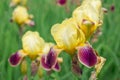 Flower yellow iris Royalty Free Stock Photo