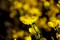 Flower yellow isolated on background defuse spot Royalty Free Stock Photo