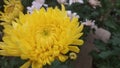 Flower yellow krisan