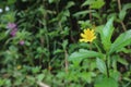 flower yellow leaf green bokeh