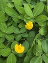 Flower yellow leaf green garden fresh Royalty Free Stock Photo