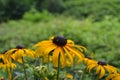 Flower with yellow leaves and brown middle term Rudbeckia fulgida Aiton