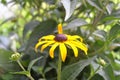 Flower with yellow leaves and brown middle term Rudbeckia fulgida Aiton