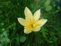 flower of yellow liliceae