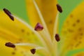 Flower yellow lilies stamens pistils on a green background macro photography