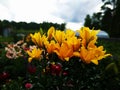 The flower of a yellow lily growing in a summer garden