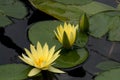 Flower yellow lotus