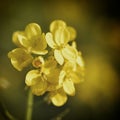 Flower Yellow Mustard Macro focus