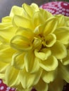 Flower for yellow flower name is daira itss looking so beautiful