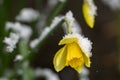 Flower of yellow Narcissius daffodil covered with snow Royalty Free Stock Photo