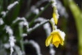 Flower of yellow Narcissius daffodil covered with snow Royalty Free Stock Photo