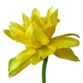 Flower yellow Narcissus, isolated on a white background. Close-up. Flower bud on a green stem Royalty Free Stock Photo