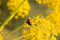 Flower yellow meadow nature field