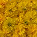 flower, yellow, nature, flowers, blossom, chrysanthemum, floral, garden, plant, spring, summer, bloom, dandelion, beauty, petal, b Royalty Free Stock Photo