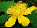 flower, yellow, nature, green, plant, garden, flowers, flora, orange, spring, petal, summer, beauty, beautiful, macro, petals Royalty Free Stock Photo