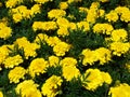 flower, yellow, nature, spring, flowers, field, plant, summer, green, flora, meadow, garden, dandelion, beautiful, blossom, beauty Royalty Free Stock Photo