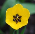 Yellow open Tulip Royalty Free Stock Photo