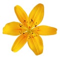 Flower yellow orange lily isolated on white background. Close-up. Royalty Free Stock Photo