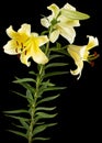 Flower of yellow oriental lily, isolated on black background Royalty Free Stock Photo