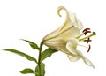 Flower of yellow oriental lily, isolated on white background Royalty Free Stock Photo