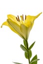 Flower of yellow oriental lily, isolated on white background Royalty Free Stock Photo