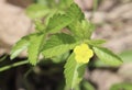 Flower, Yellow, Outside, Green Leaves, Blurry Background
