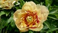 The flower of yellow Peony ITO hybrid cultivar Bartzella.